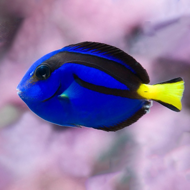 Cá Nẻ Xanh ( Dory ) - Blue Tang - Rinaquarium