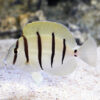 Cá Nẻ Sọc