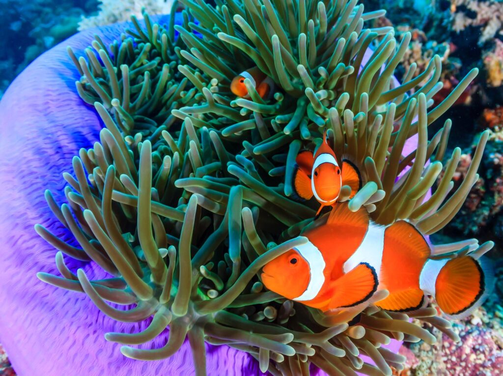 nemo tự nhiên có màu sắc sặc sỡ hơn nemo nhân tạo