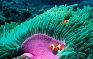 Chia sẽ kinh nghiệm về hải quỳ