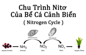 Chu Trình Nitơ Của Bể Cá Cảnh Biển - Rin Aquarium